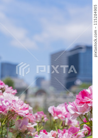Nakanoshima Park: Roses in full bloom Nakanoshima Park: Roses in full bloom 115284905