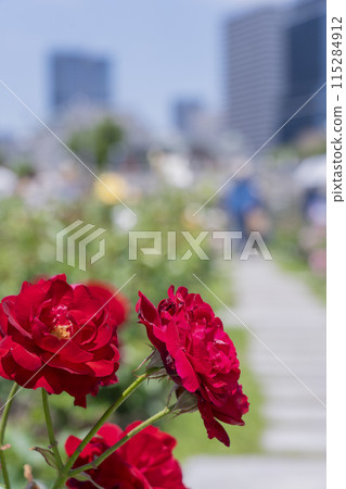 中之島公園玫瑰盛開 115284912