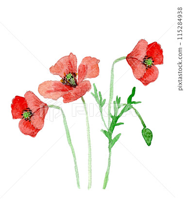 Papaver dubium 115284938