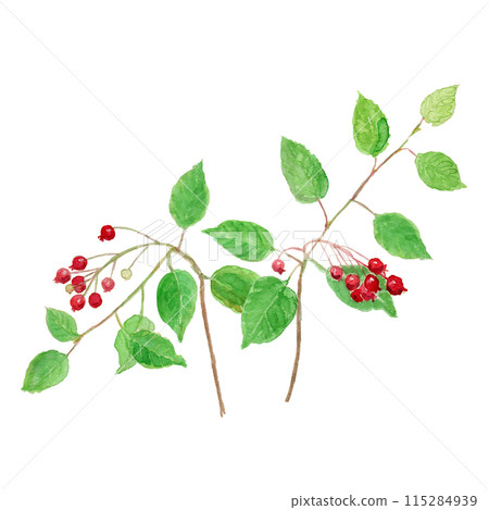 Amelanchier canadensis Juneberry watercolor illustration 115284939