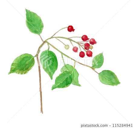 Amelanchier canadensis juneberry 水彩插圖 Amelanchier canadensis juneberry 水彩插圖 115284941