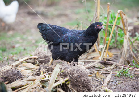 Chicken in the garden in atumn 115284988