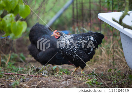 Chicken in the garden in atumn 115284989