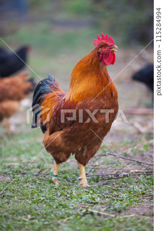 Amazing New Hempshire Red cock Amazing New Hempshire Red cock 115284994