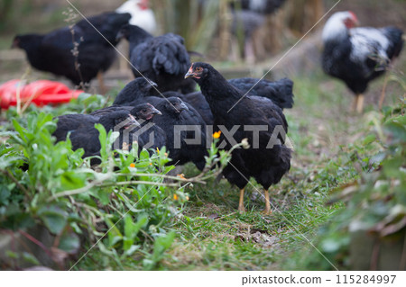 Chickens in the garden at cloudy day in atumn 115284997