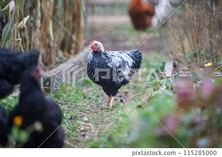 Chicken in the garden at cloudy day in atumn 115285000