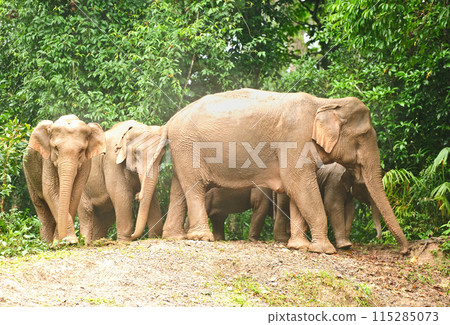 Family of Asian elephant in Khao Yai National Park,Thailand Family of Asian elephant in Khao Yai National Park,Thailand 115285073