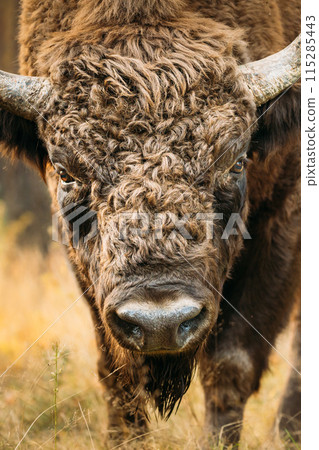 Belarus. European Bison Or Bison Bonasus, Also Known As Wisent Or European Wood Bison In Autumn Forest. Berezinsky Biosphere Reserve. 115285443