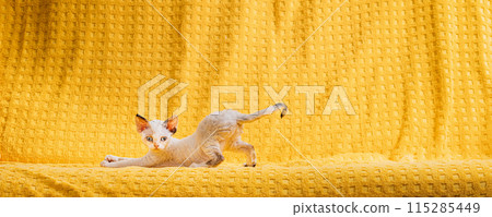 Happy Funny Small Little White Devon Rex Kitten Kitty Stretches On Yellow Plaid Background. Short-haired Cat Of English Breed. Playful Shorthair Pet Cat Happy Funny Small Little White Devon Rex Kitten Kitty Stretches On Yellow Plaid Background. Short-haired Cat Of English Breed. Playful Shorthair Pet Cat 115285449