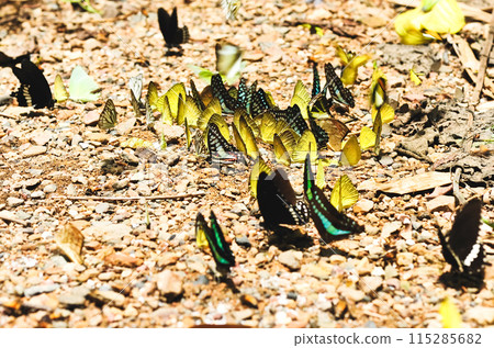 butterfly, insect, bug 115285682