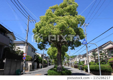 西宮市琴園楠木街 115286217
