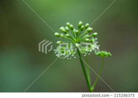 Flowers and buds of carrot Flowers and buds of carrot 115286375