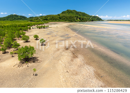 Large river with mangrove trees at low tide. Urauchi River. 115286429