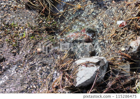 Rock, plants and dirt texture for background 115286475