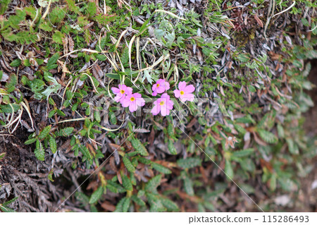 A close up of a purplish pink flowers 115286493