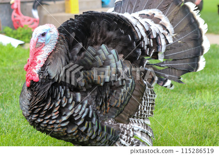 Male Turkey running around with the chickens Male Turkey running around with the chickens 115286519
