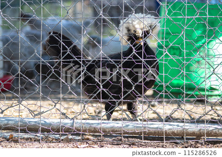 bantam chickens younger hens and roosters around the lawn bantam chickens younger hens and roosters around the lawn 115286526