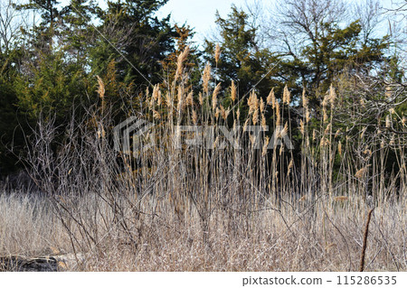 Weeds along The Platte river in Nebraska 115286535