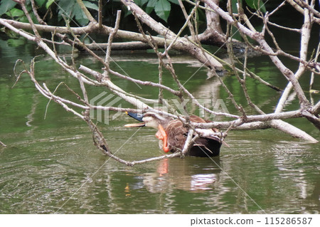 橫須賀菖蒲花園 115286587