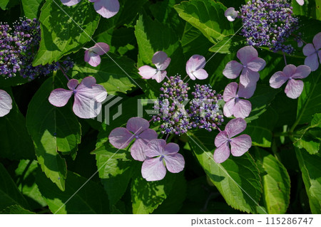 Elegant petals of hydrangea Elegant petals of hydrangea 115286747