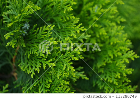 Green Conifer Green Conifer 115286749
