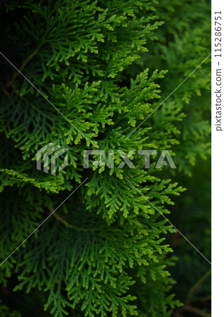 Green Conifer Green Conifer 115286751
