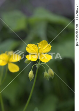 Flowers of Xasanow Flowers of Xasanow 115286778