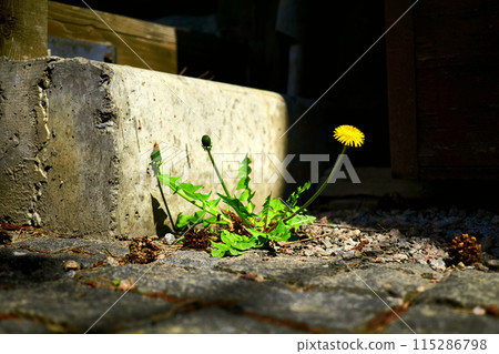 A small persistent dandelion bush,yellow flower,stone old pavement A small persistent dandelion bush,yellow flower,stone old pavement 115286798