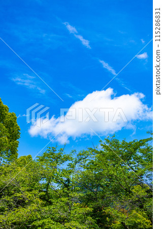 [Kyoto scenery] The sky of Daigo 115286831