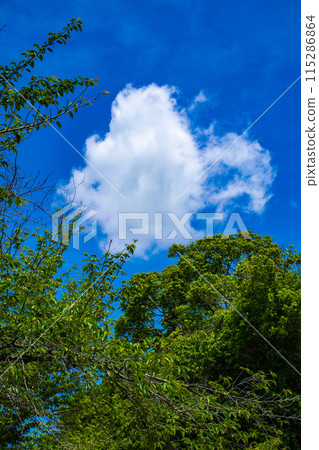 [京都風景]醍醐天空 115286864