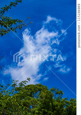 [Kyoto scenery] The sky of Daigo 115286869
