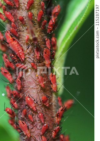Close-up of a Solidago altissima aphid Close-up of a Solidago altissima aphid 115287197
