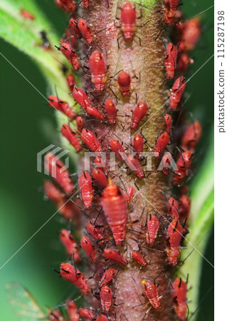 蚜蟲的特寫 115287198