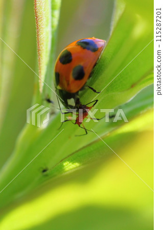 捕食蚜蟲的瓢蟲 115287201