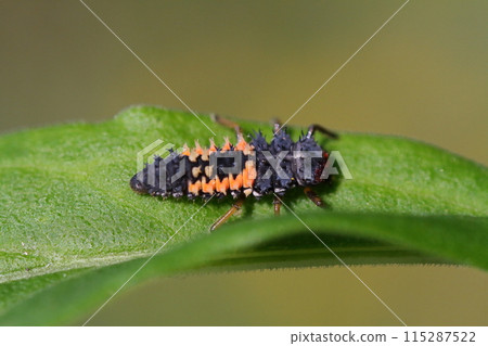 Larva of Namitantou 115287522