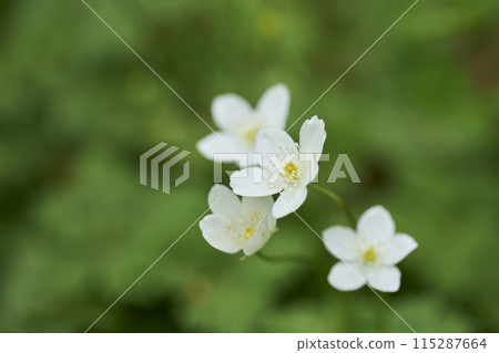 小白花二花草 小白花二花草 115287664