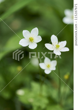 Small white flower, Futatsumakusa 115287671