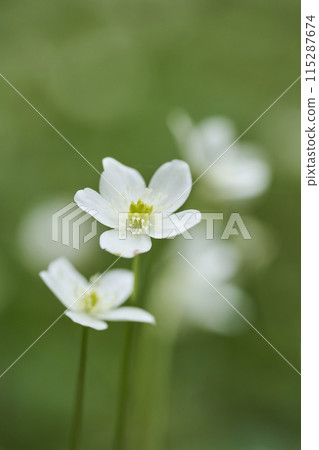 小白花二花草 115287674