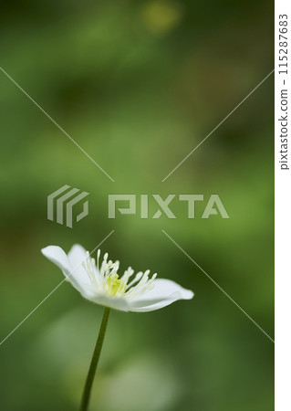 小白花二花草 小白花二花草 115287683