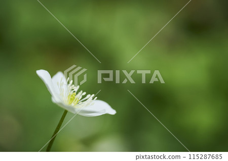 Small white flower, Futatsumakusa Small white flower, Futatsumakusa 115287685