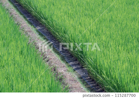 Paddy field 115287700