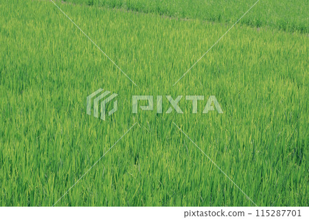 Paddy field Paddy field 115287701