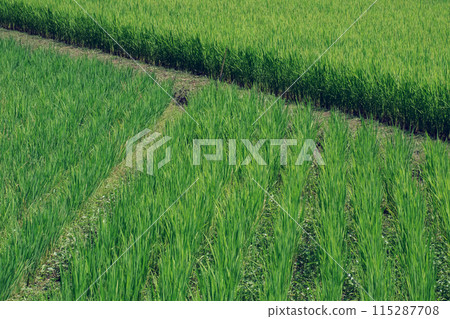 Paddy field 115287708