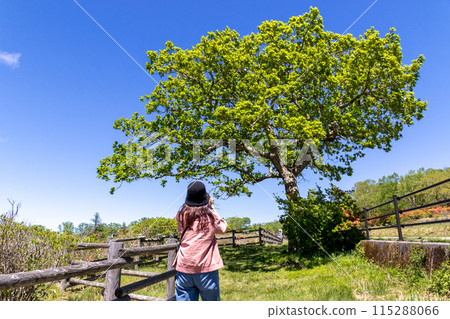 A woman strolling through Shirakaba Ranch on Mount Akagi in early summer A woman strolling through Shirakaba Ranch on Mount Akagi in early summer 115288066