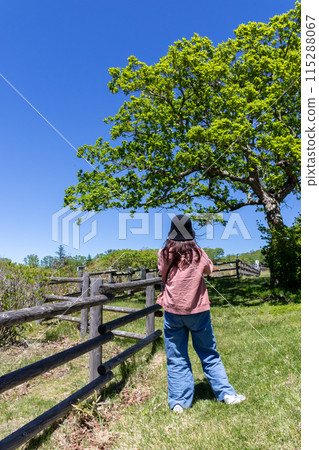 初夏,一名女子在赤城山的白樺農場漫步 初夏,一名女子在赤城山的白樺農場漫步 115288067