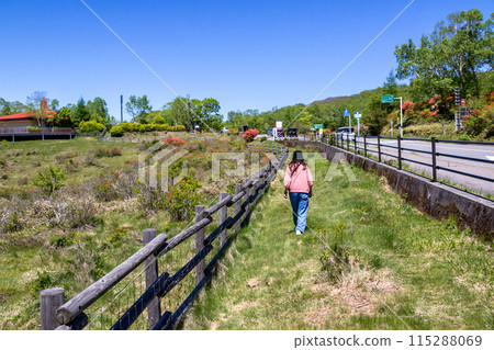 初夏,一名女子在赤城山的白樺農場漫步 初夏,一名女子在赤城山的白樺農場漫步 115288069