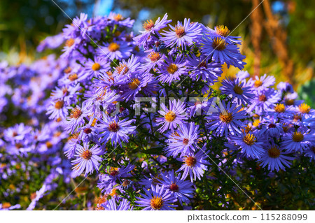 Delicate bush of autumn purple lilac blue asters october sky family Delicate bush of autumn purple lilac blue asters october sky family 115288099