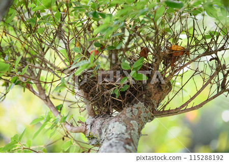 A bird's nest in the trees in the garden A bird's nest in the trees in the garden 115288192