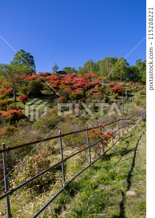 Early summer at Mount Akagi: Rengetsutsuji at Shirakaba Ranch Miharashiyama 115288221