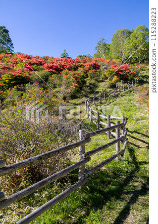 Early summer at Mount Akagi: Rengetsutsuji at Shirakaba Ranch Miharashiyama 115288223